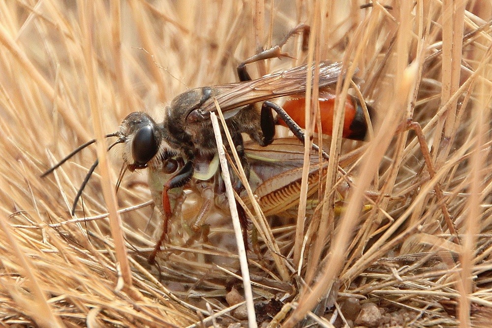 Im Reich des Löwen Landkreis Börde