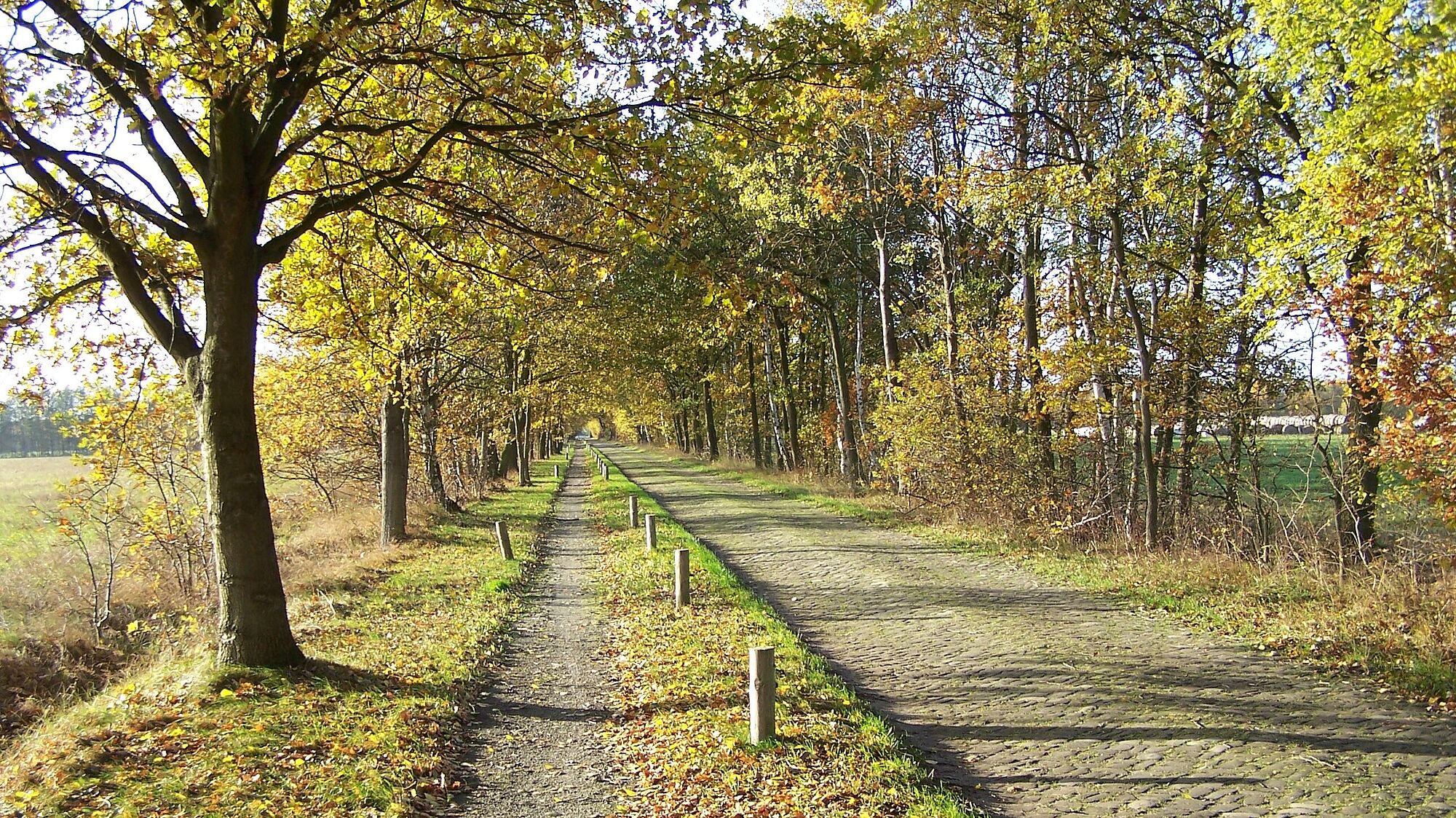 Weg im Drömling