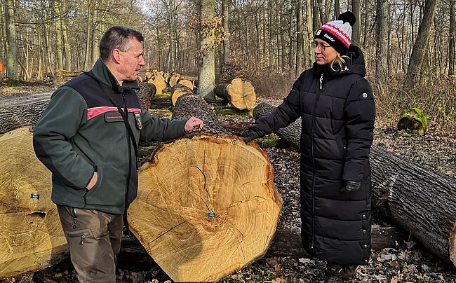 Foto Landkreis Börde / Im Angebot, Qualitätseichenholz des Landkreises Börde. Hier Manja Wuttke, Leiterin des Amtes für Wirtschaft, Tourismus und Kultur des Landkreises Börde, mit Forstamtsleiter Thomas Roßbach. Hier vor einem Eichenstamm.