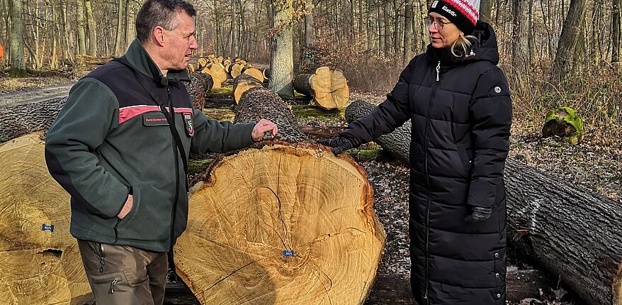 Foto Landkreis Börde / Im Angebot, Qualitätseichenholz des Landkreises Börde. Hier Manja Wuttke, Leiterin des Amtes für Wirtschaft, Tourismus und Kultur des Landkreises Börde, mit Forstamtsleiter Thomas Roßbach. Hier vor einem Eichenstamm.