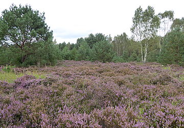 Colbitz-Letzlinger Heide
