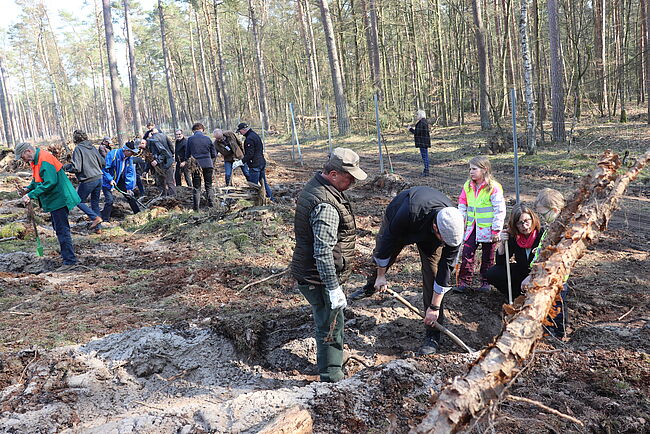 Viele Menschen helfen, um den Haldensleber Bürgerwald aufzuforsten. Im Bild Landrat martin Stichnoth und Kreismitarbeiter Gerald Hering, die bei der Pflanzung eines Setzlinges von einem Kind unterstützt werden. 