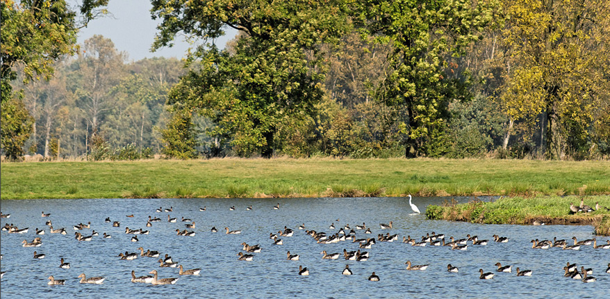 See im Drömling mit Enten